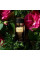DOLCE & GABBANA Velvet Black Patchouli