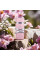 Lattafa Perfumes Yara